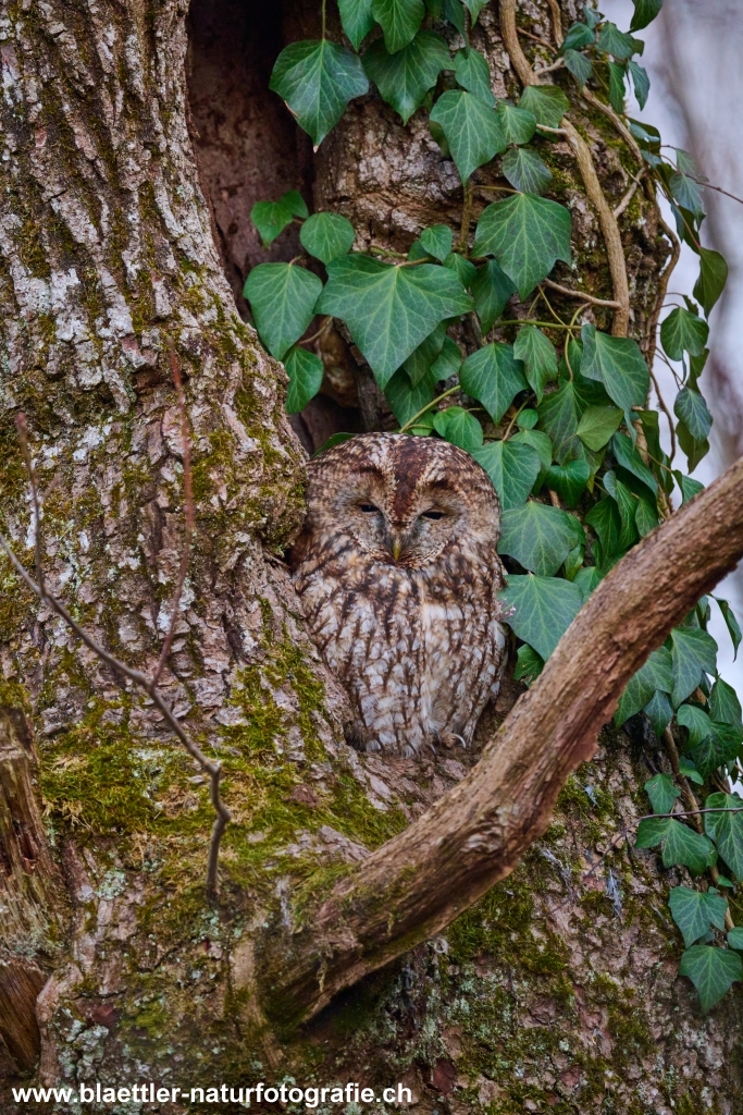 Waldkauz (Strix aluco) &copy; Sandra Bl&auml;ttler